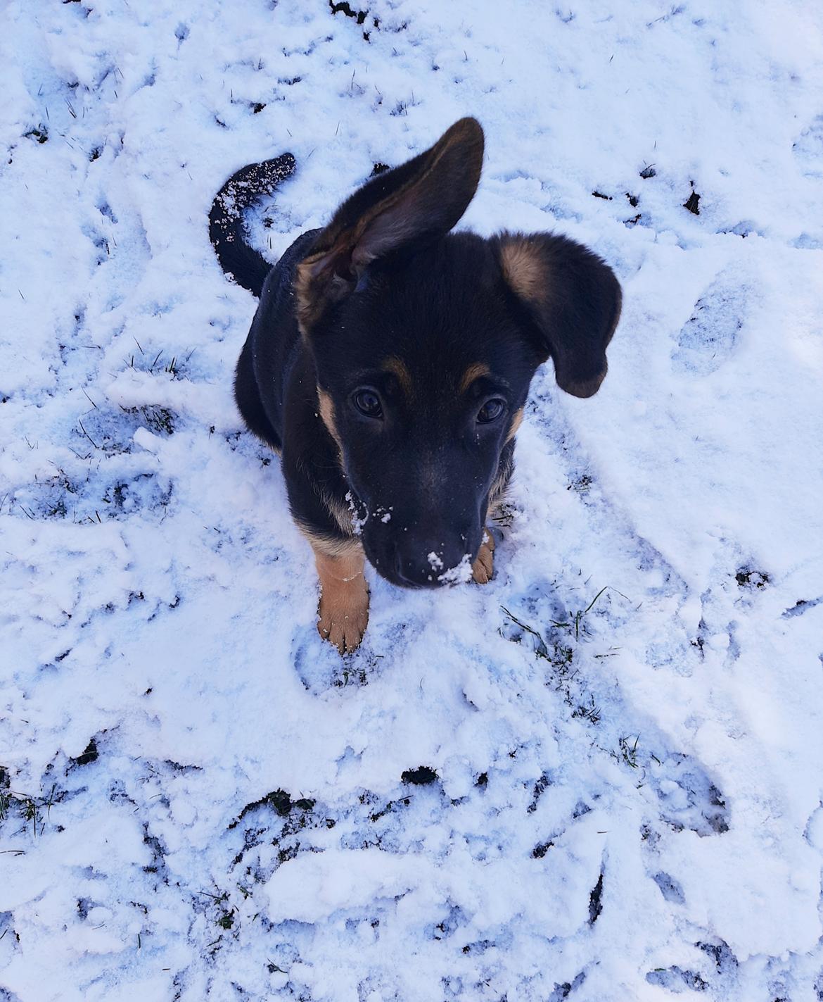 Schæferhund Ziggie - kan godt lide sne, i sær is flager på mit badebassin billede 23
