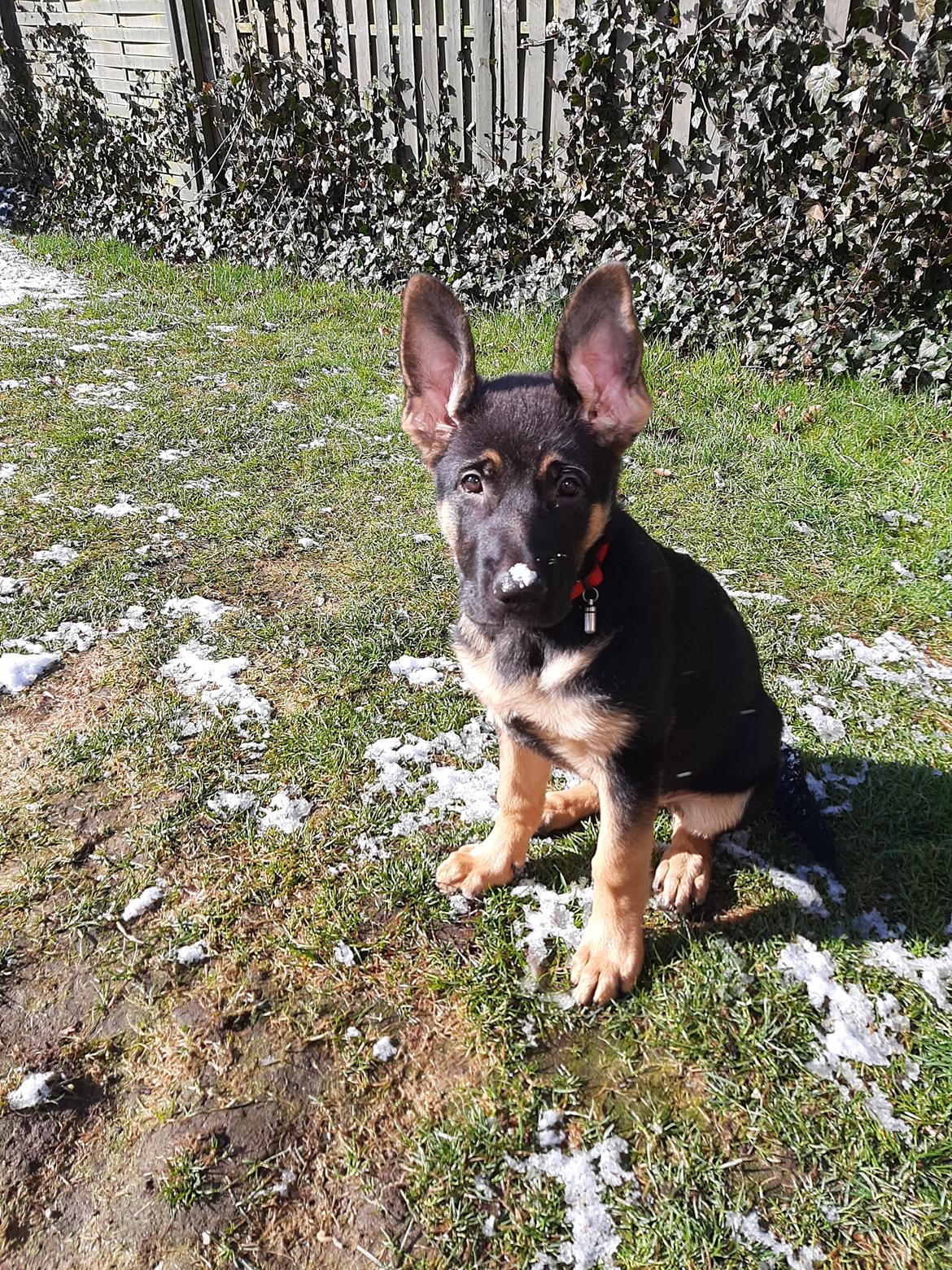 Schæferhund Ziggie - Yaaj ørste gang begge øre var oppe et par minutter billede 24