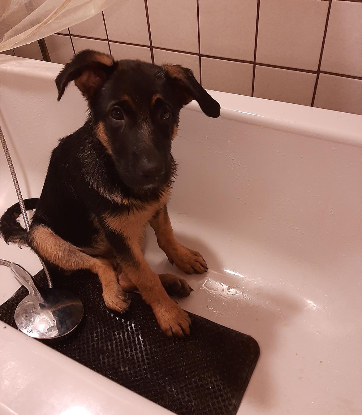 Schæferhund Ziggie - bad, jo det går, når jeg bare får godbidder. og far leger fodringsautomat billede 21