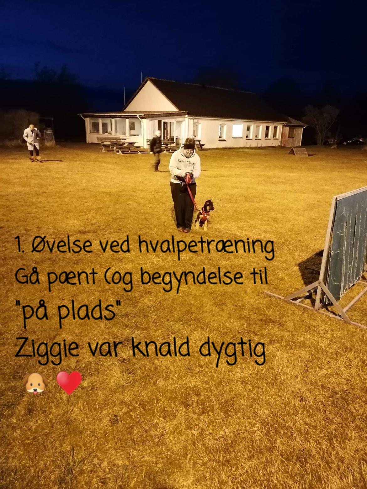 Schæferhund Ziggie billede 25