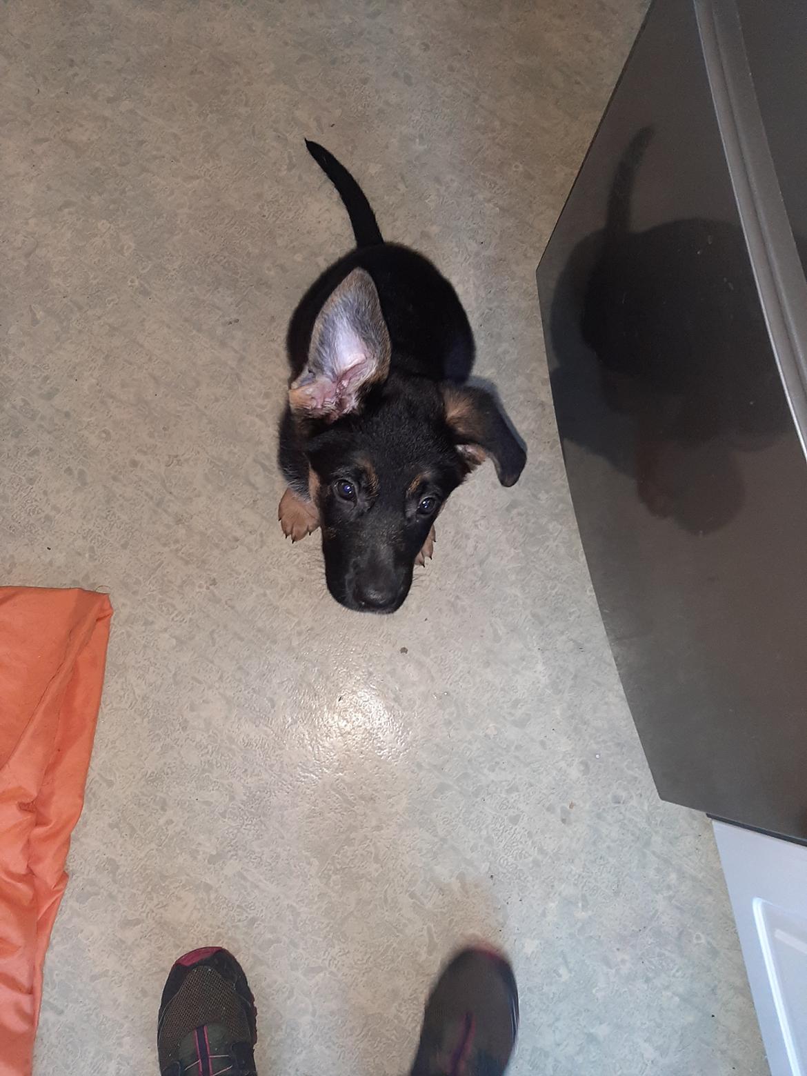 Schæferhund Ziggie billede 27