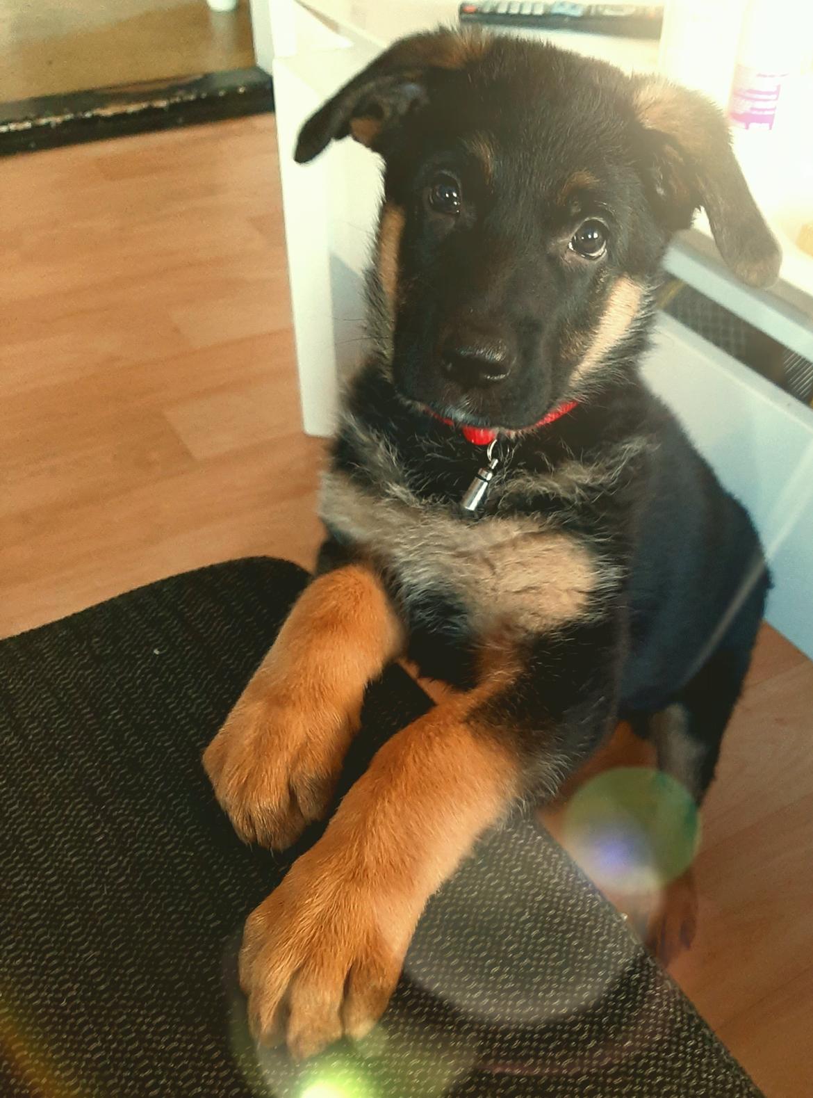 Schæferhund Ziggie billede 28