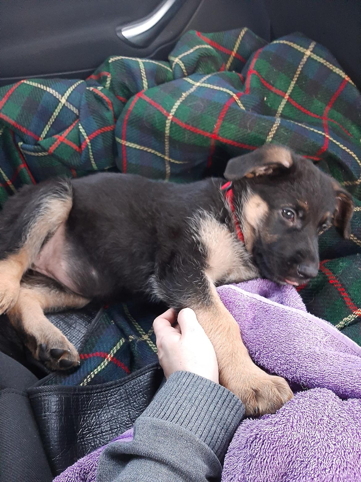 Schæferhund Ziggie billede 29