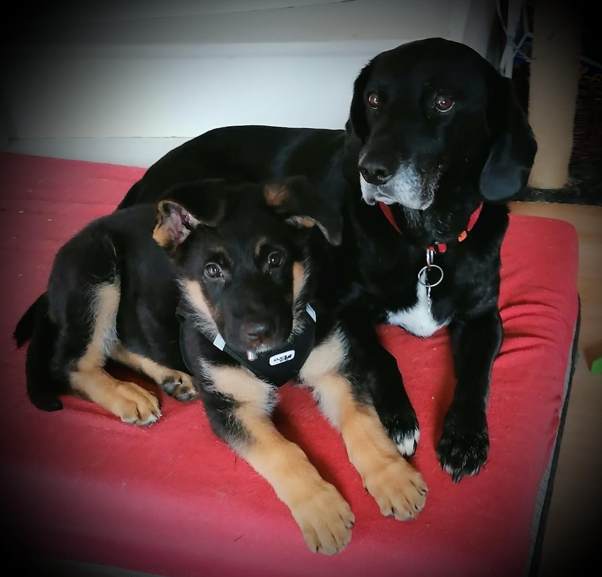 Schæferhund Ziggie - Mit søster (ziggie ca 10 uger) billede 26