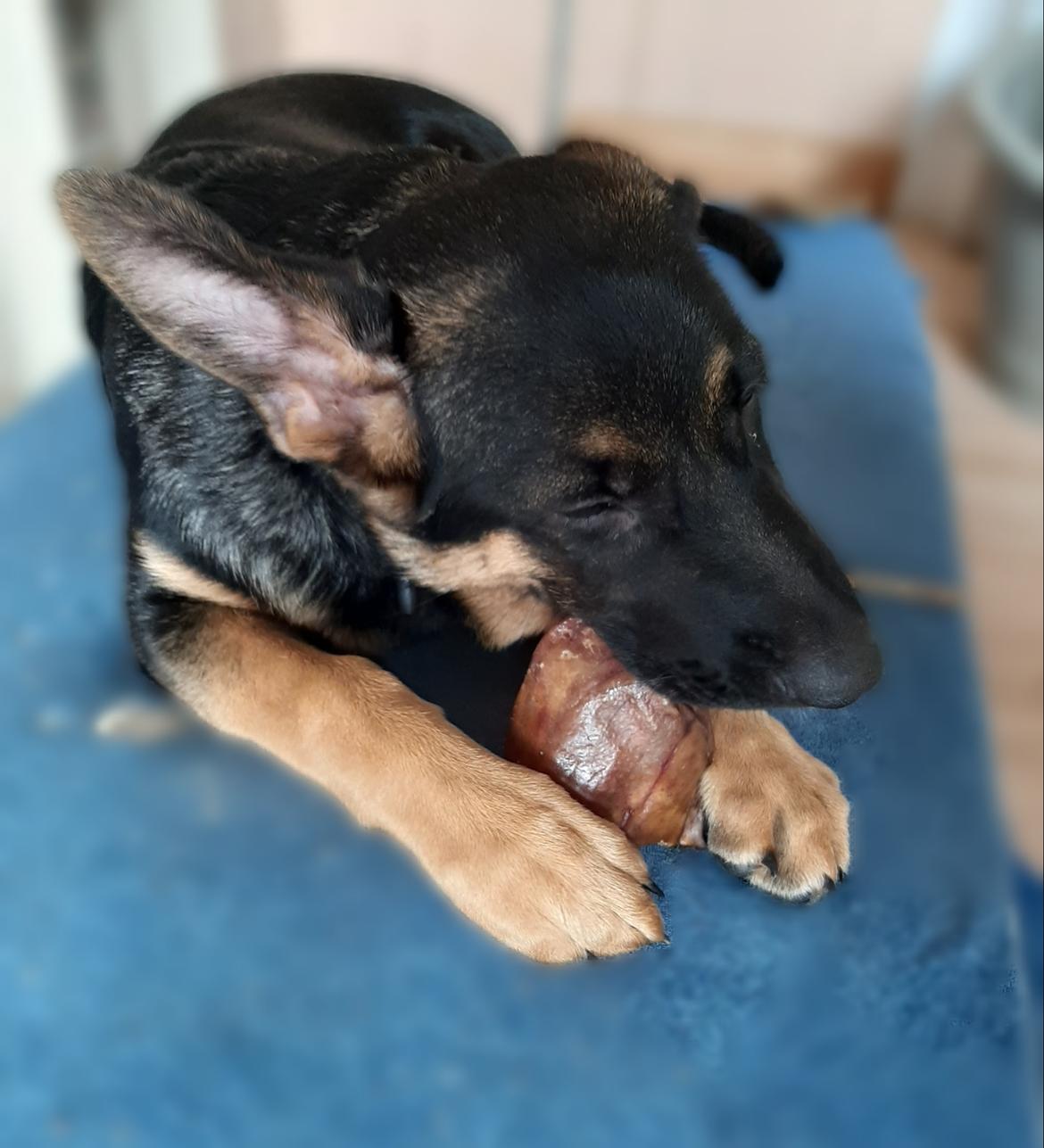 Schæferhund Ziggie billede 30