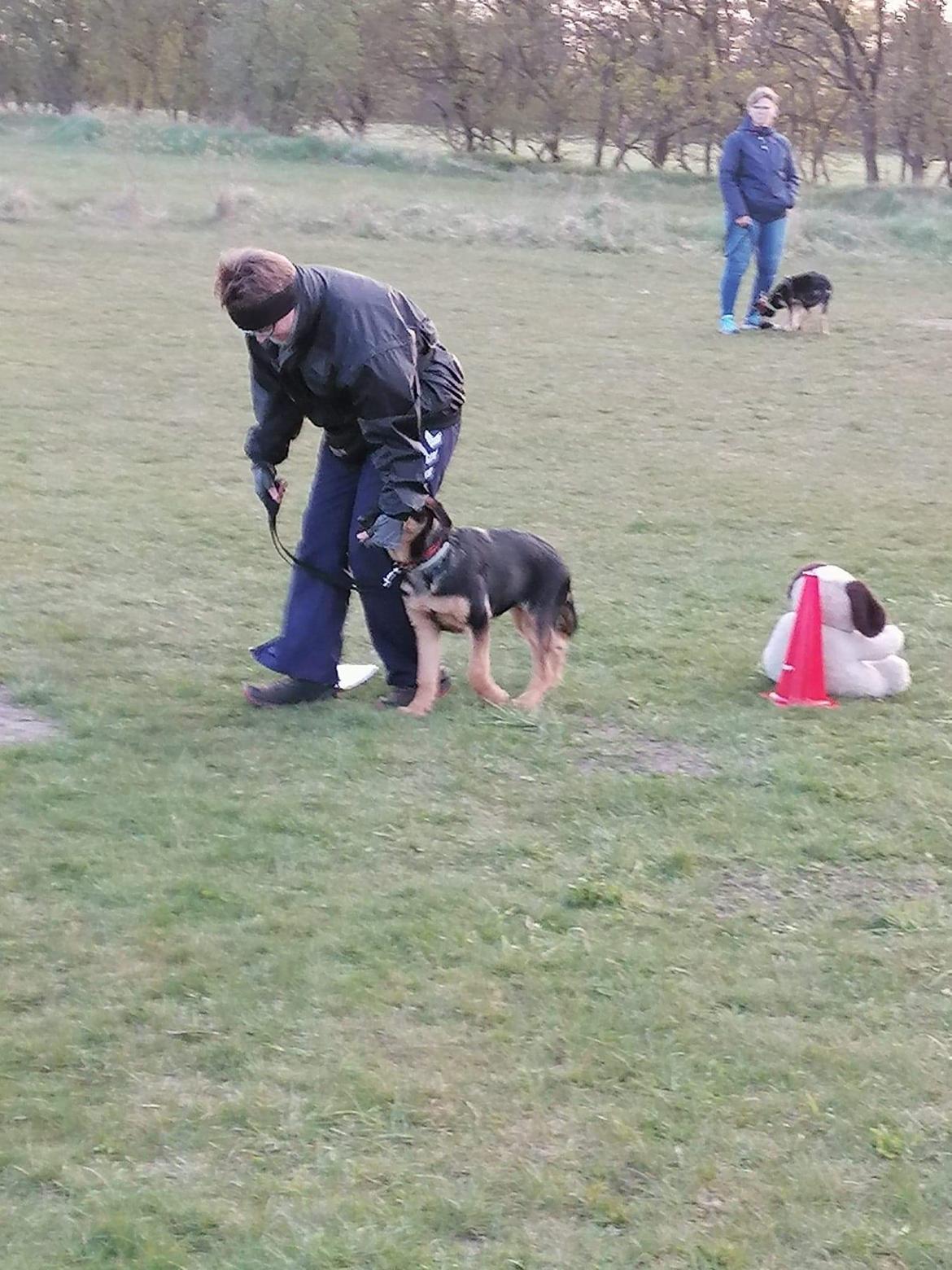 Schæferhund Ziggie billede 31