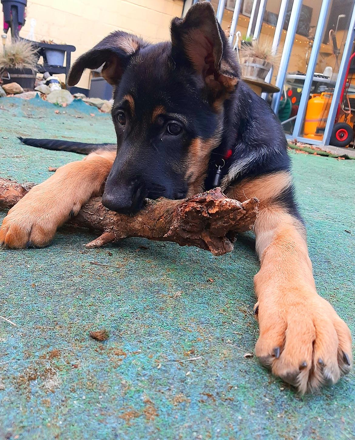 Schæferhund Ziggie billede 32