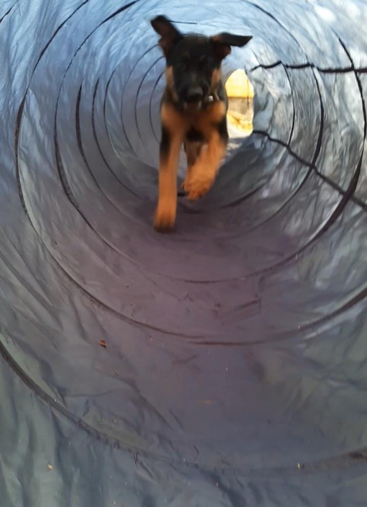 Schæferhund Ziggie - Mit nye tunnel - yaaahiii billede 33