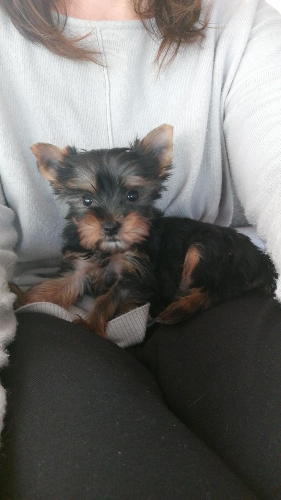 Yorkshire terrier Silke billede 2