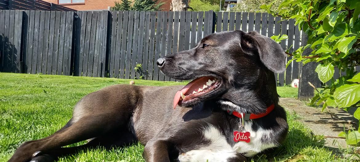 Blanding af racer Oda billede 9