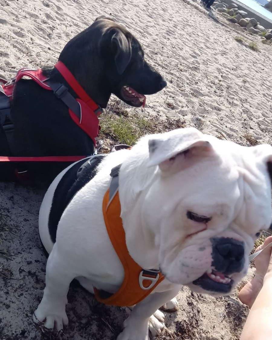 Blanding af racer Oda billede 27