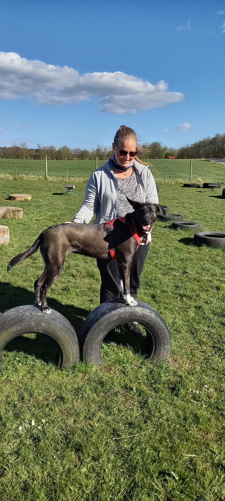 Blanding af racer Oda billede 25