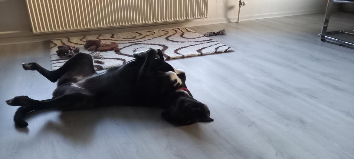 Blanding af racer Oda billede 34