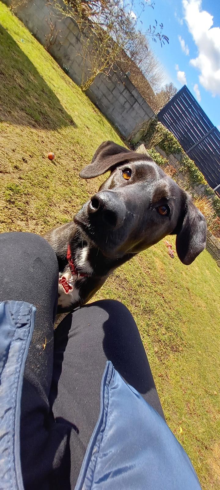 Blanding af racer Oda billede 38