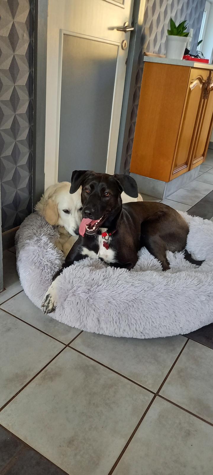 Blanding af racer Oda billede 29