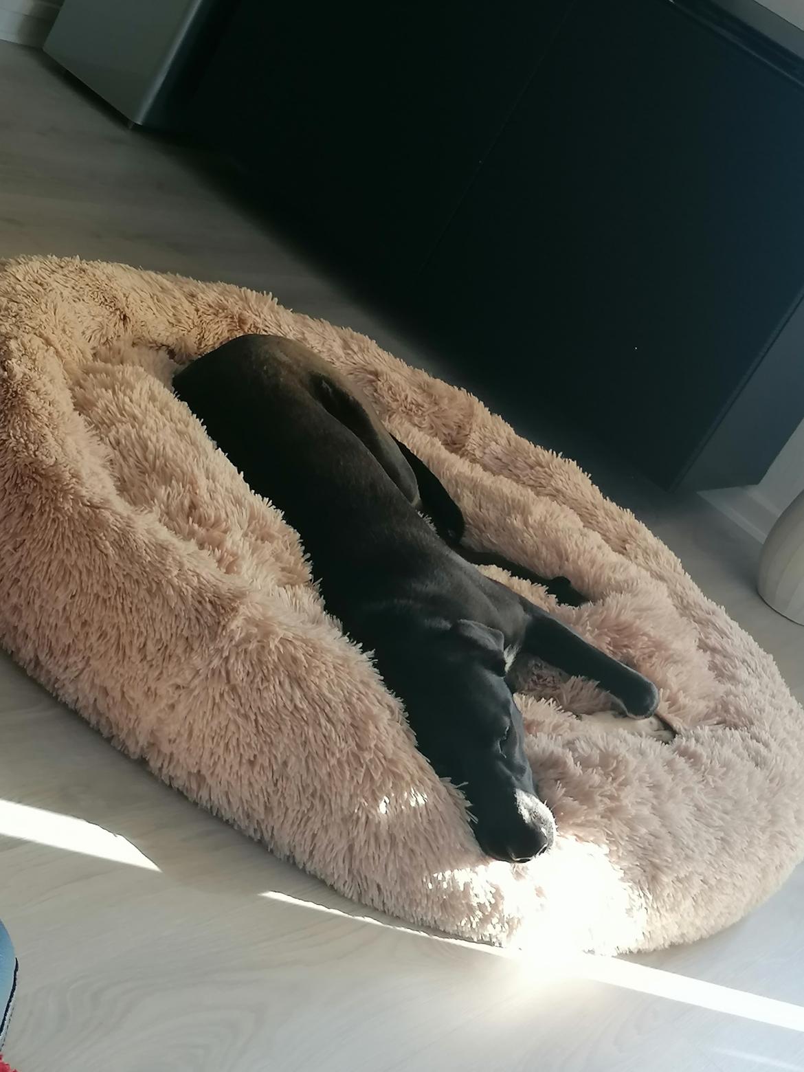 Blanding af racer Oda billede 46