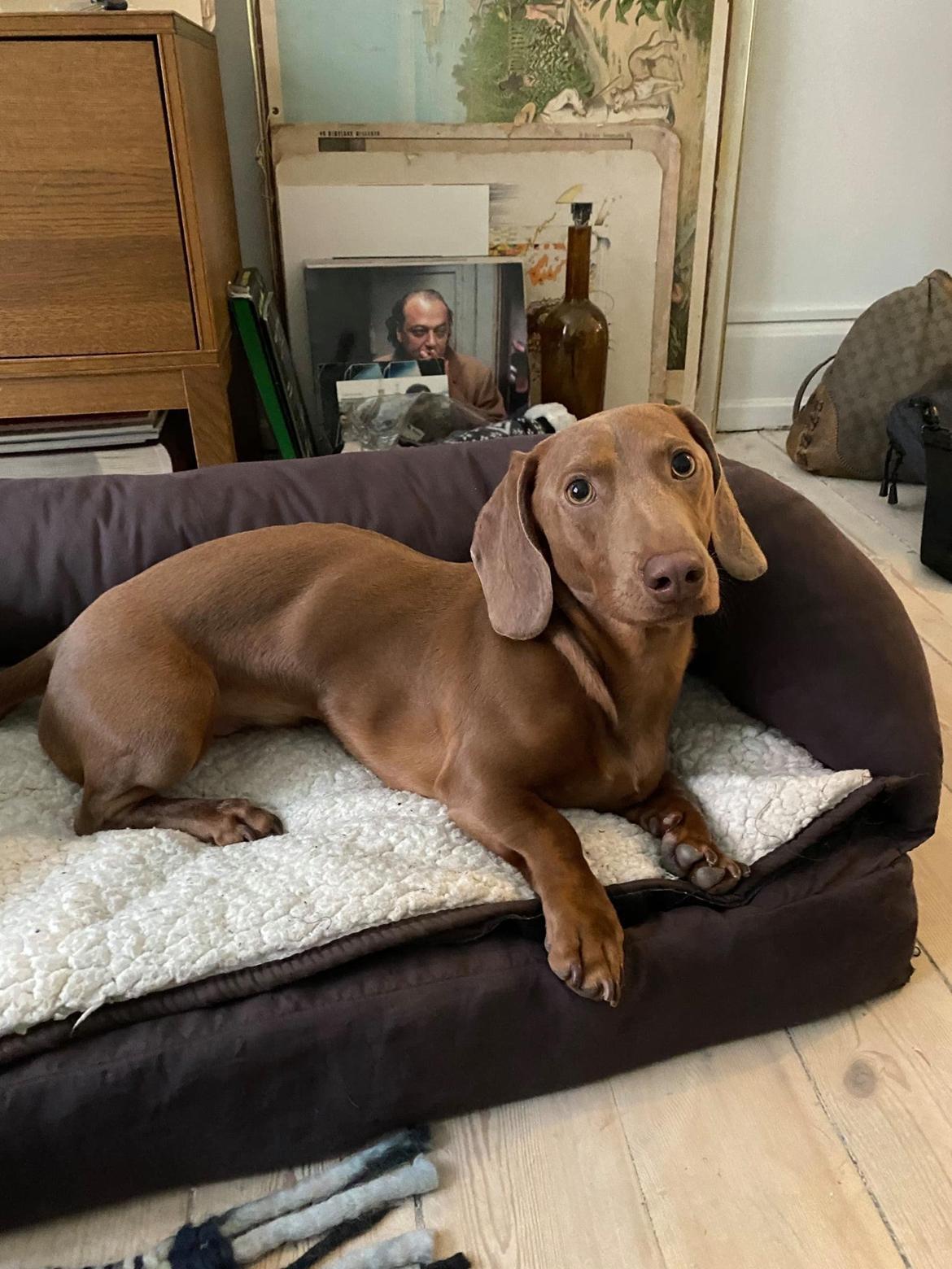 Gravhund Melvin billede 5