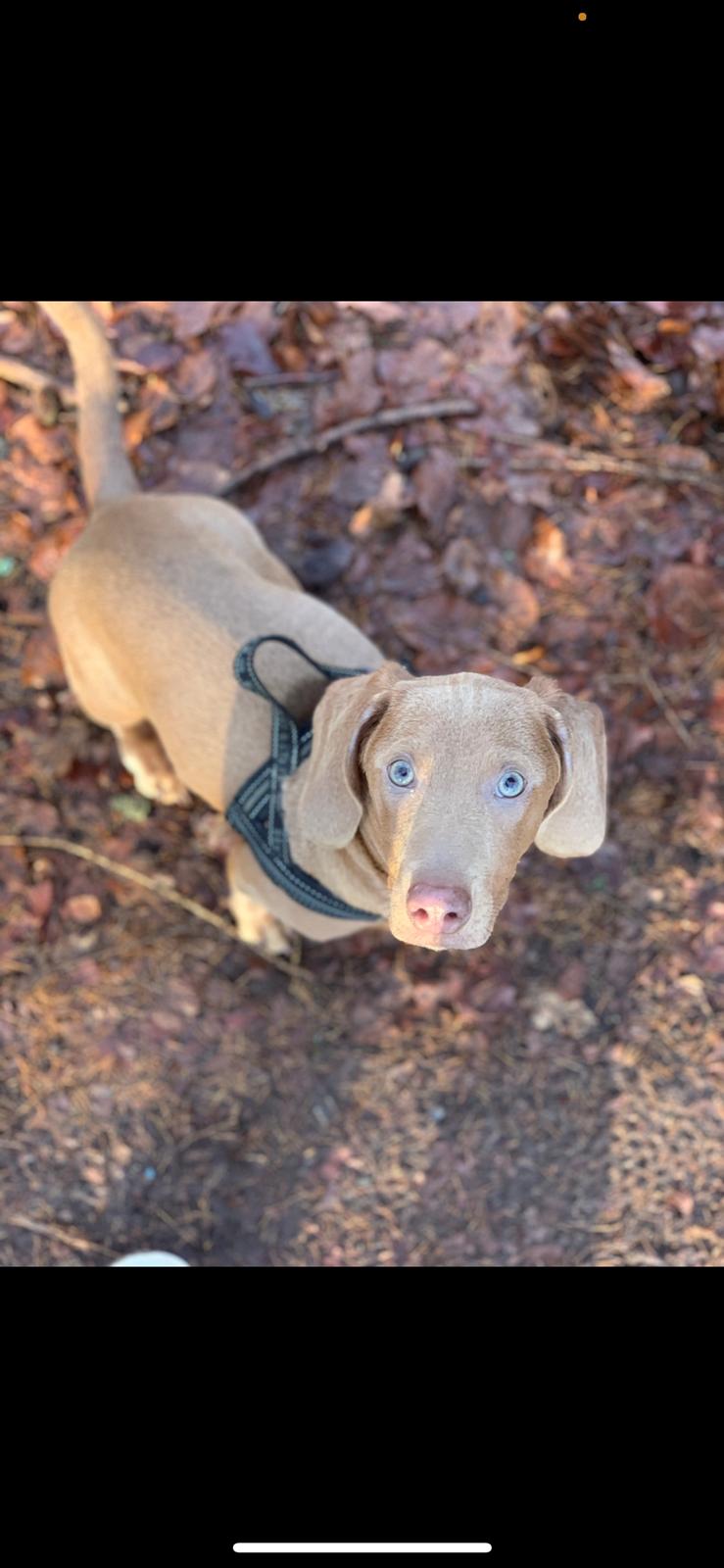 Gravhund Melvin billede 10