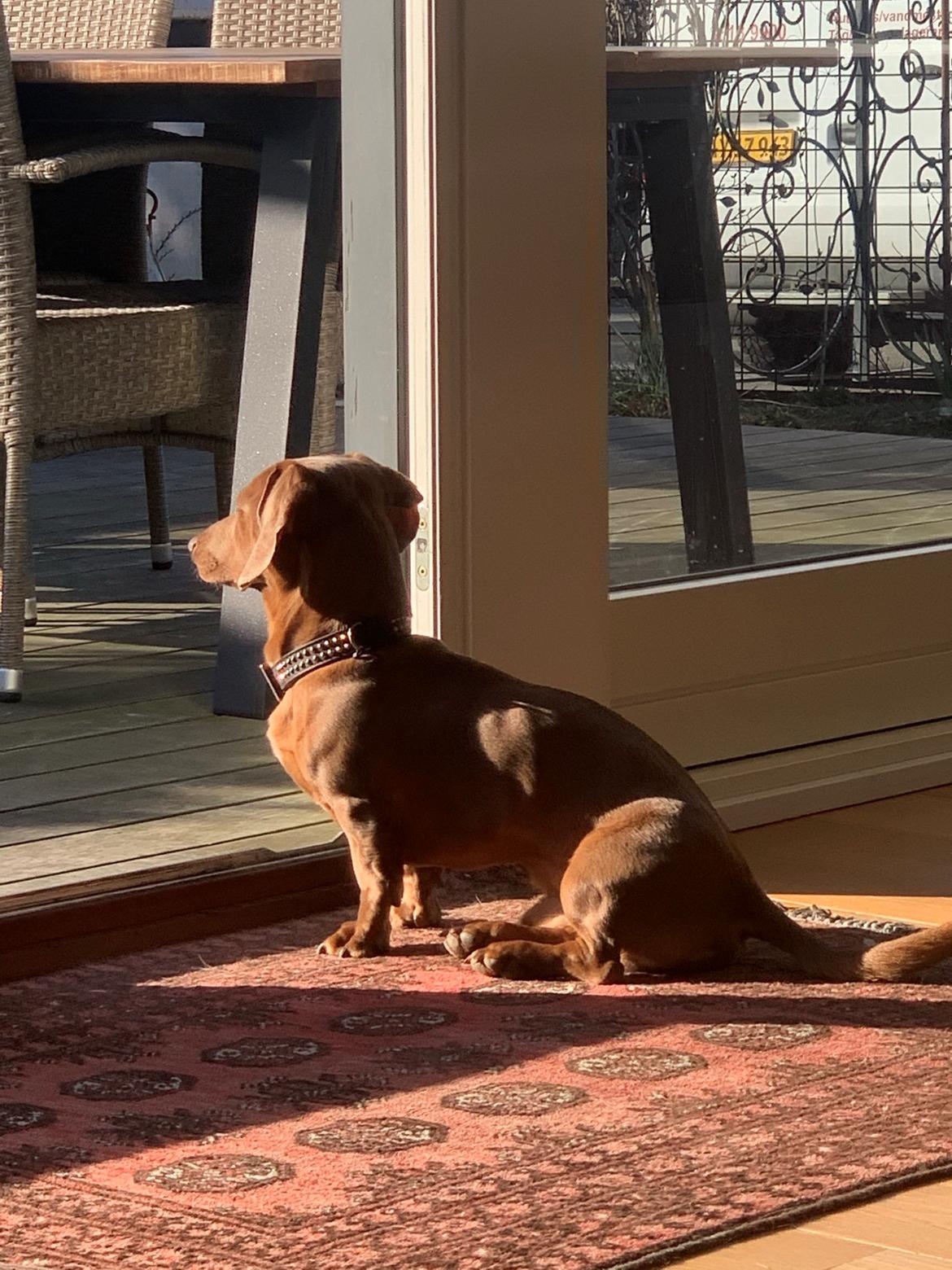 Gravhund Melvin billede 11