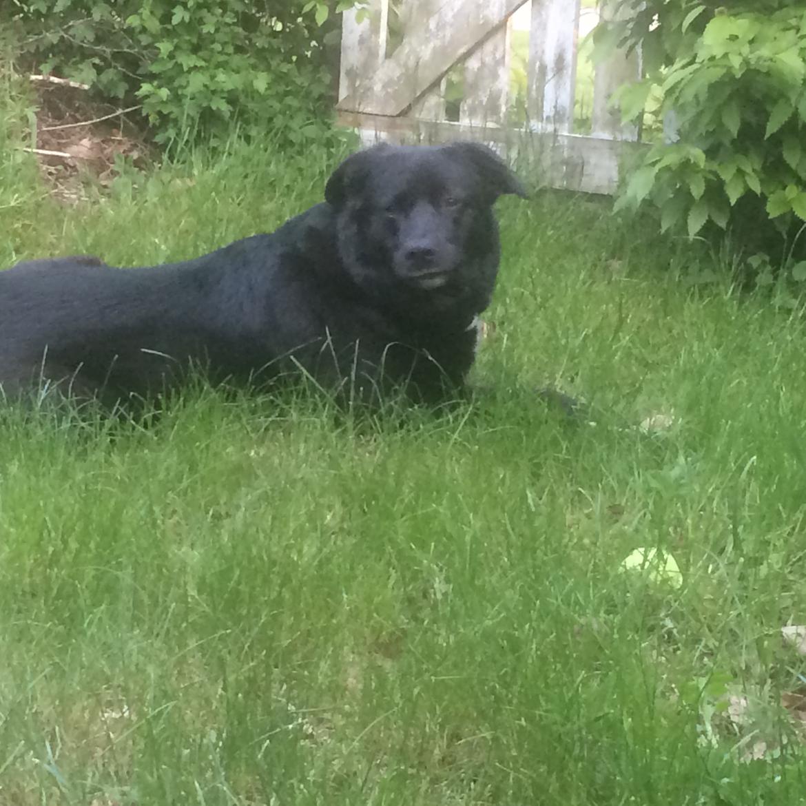 Blanding af racer Sille billede 13