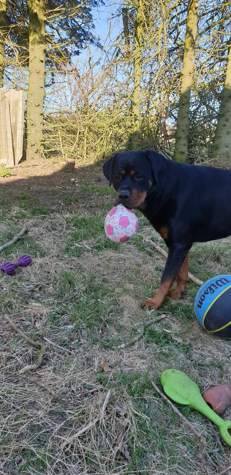 Rottweiler Bella billede 2