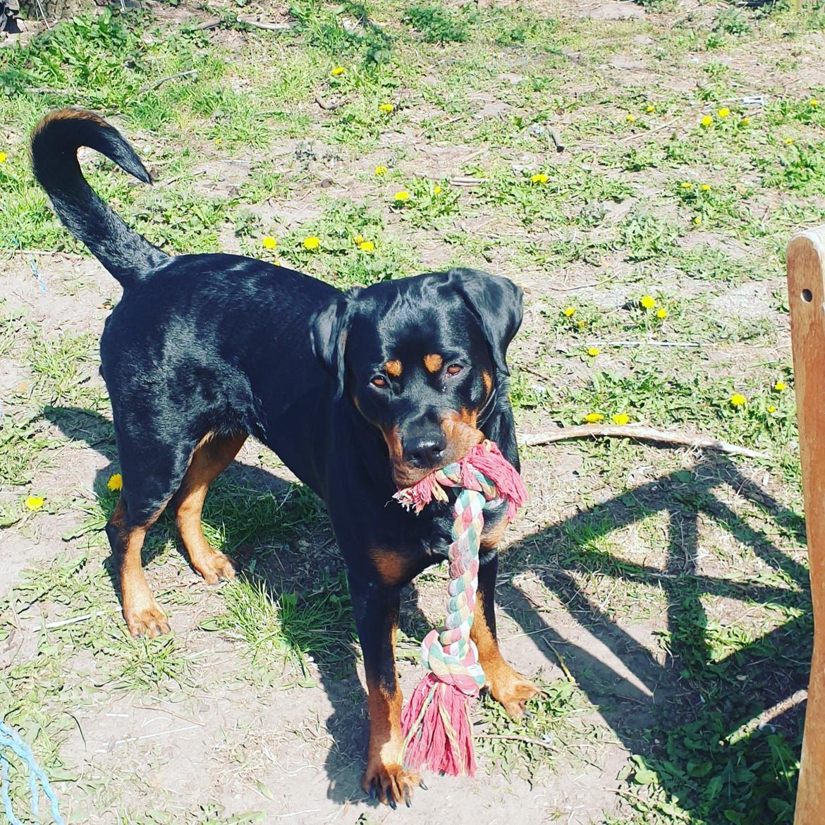 Rottweiler Bella billede 1