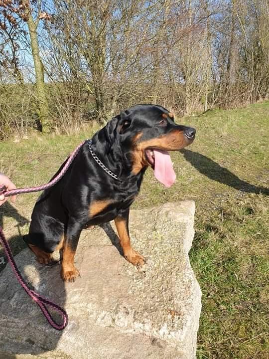 Rottweiler Bella billede 4