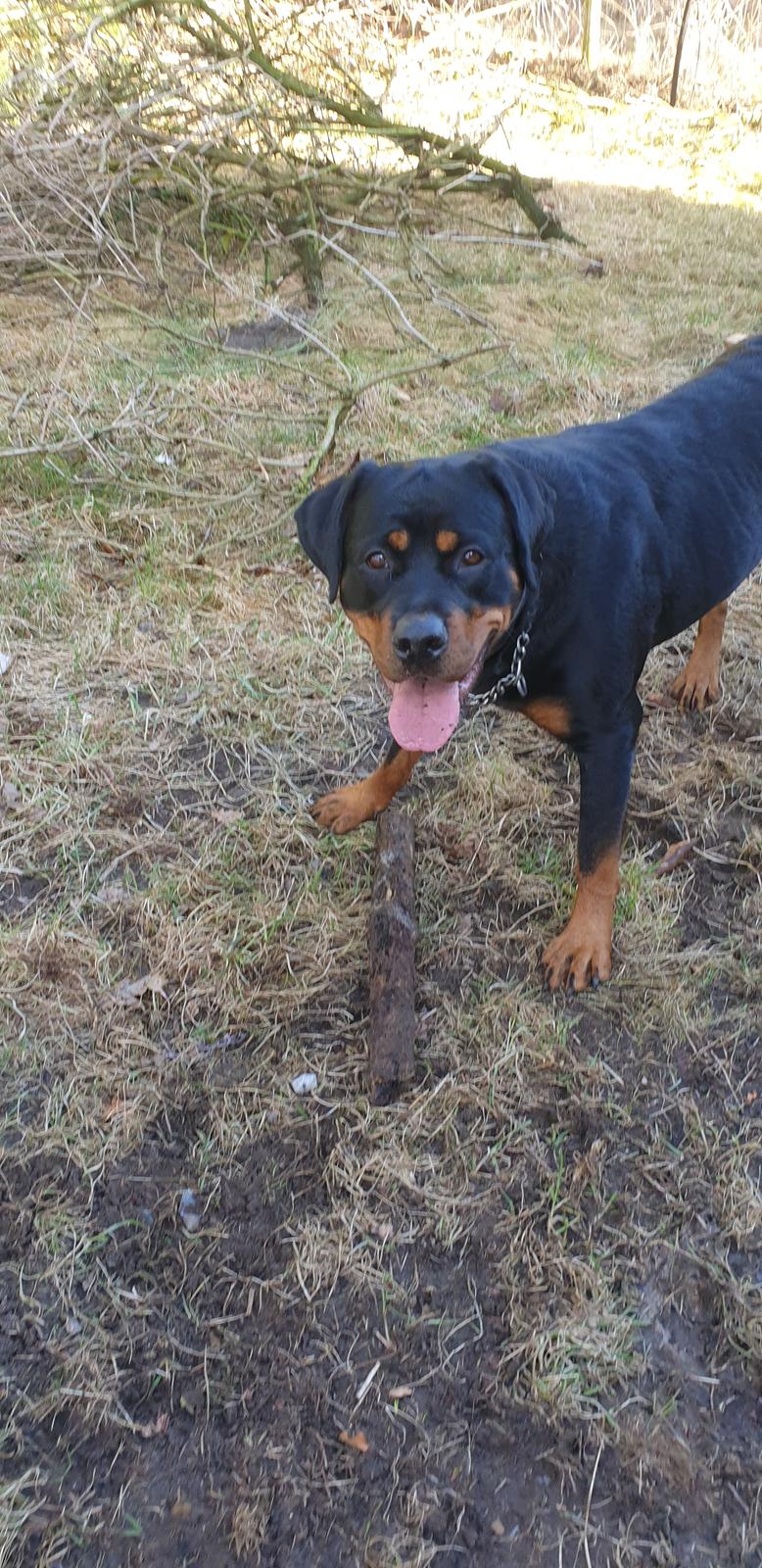 Rottweiler Bella billede 6
