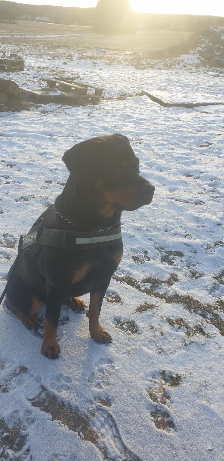 Rottweiler Bella billede 7