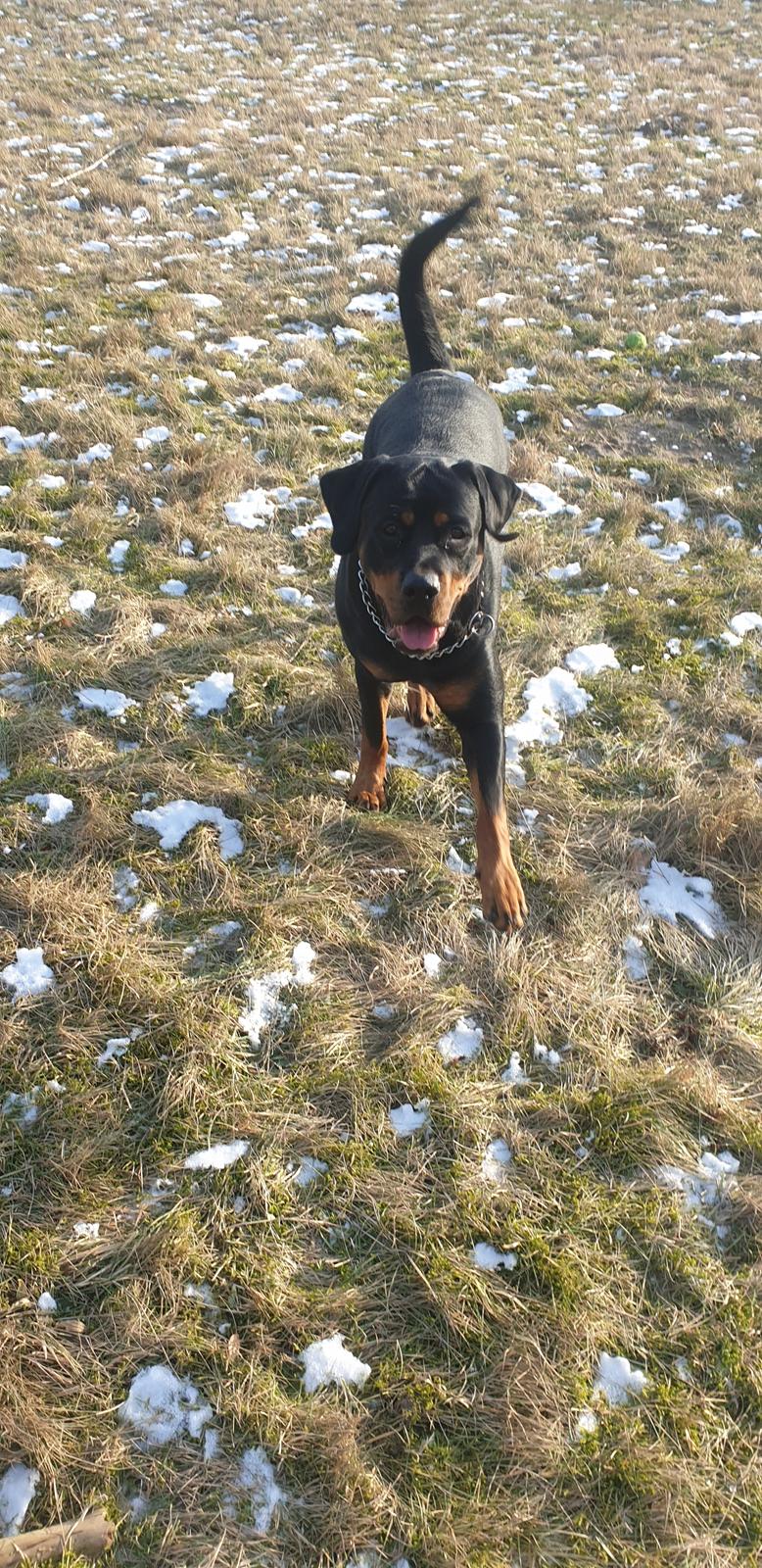Rottweiler Bella billede 8
