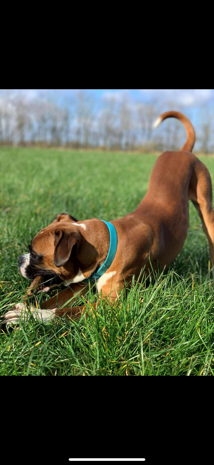 Boxer Spike (tidl hund) billede 2