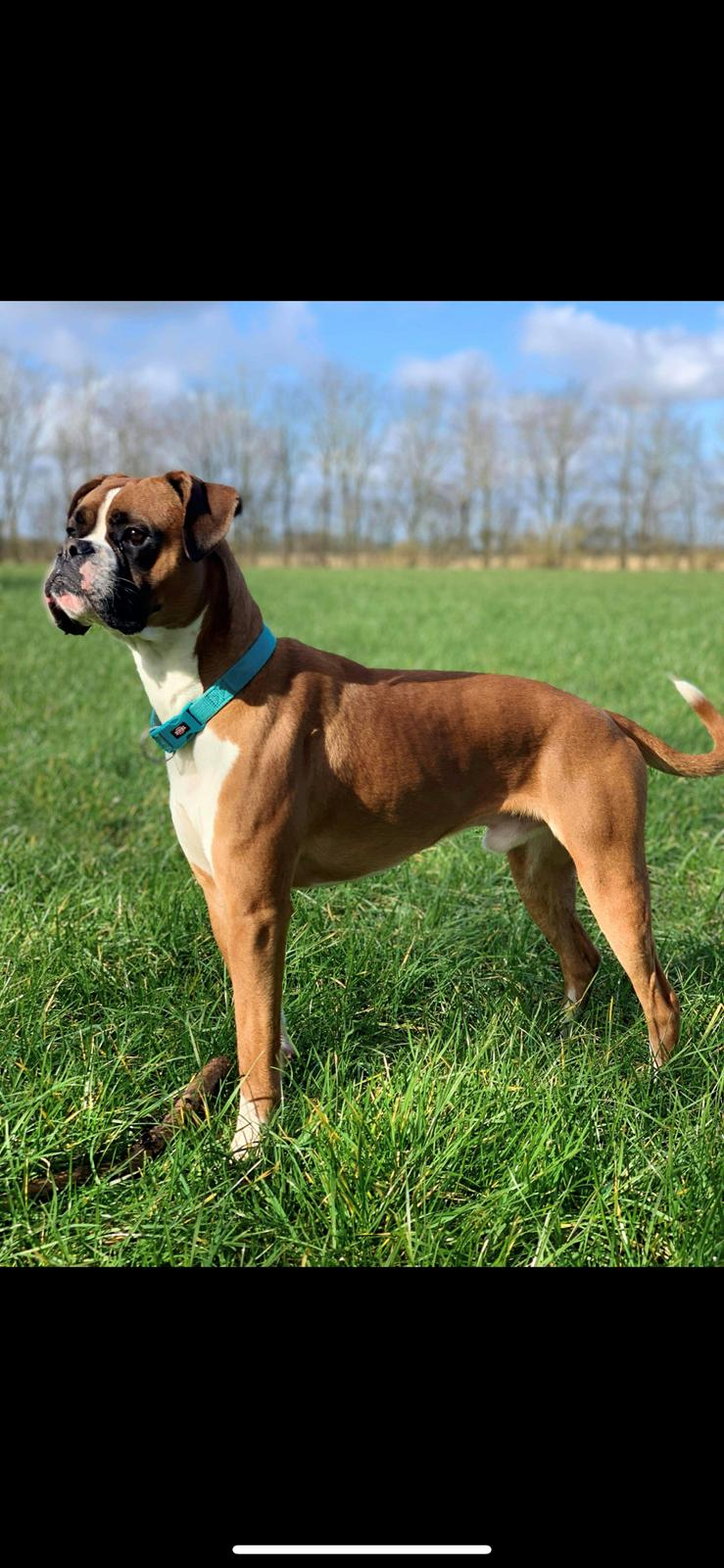 Boxer Spike (tidl hund) billede 1