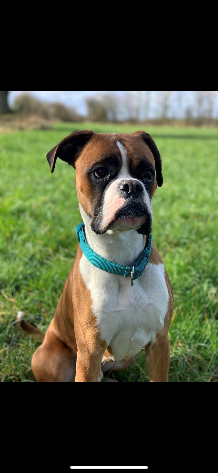 Boxer Spike (tidl hund) billede 3