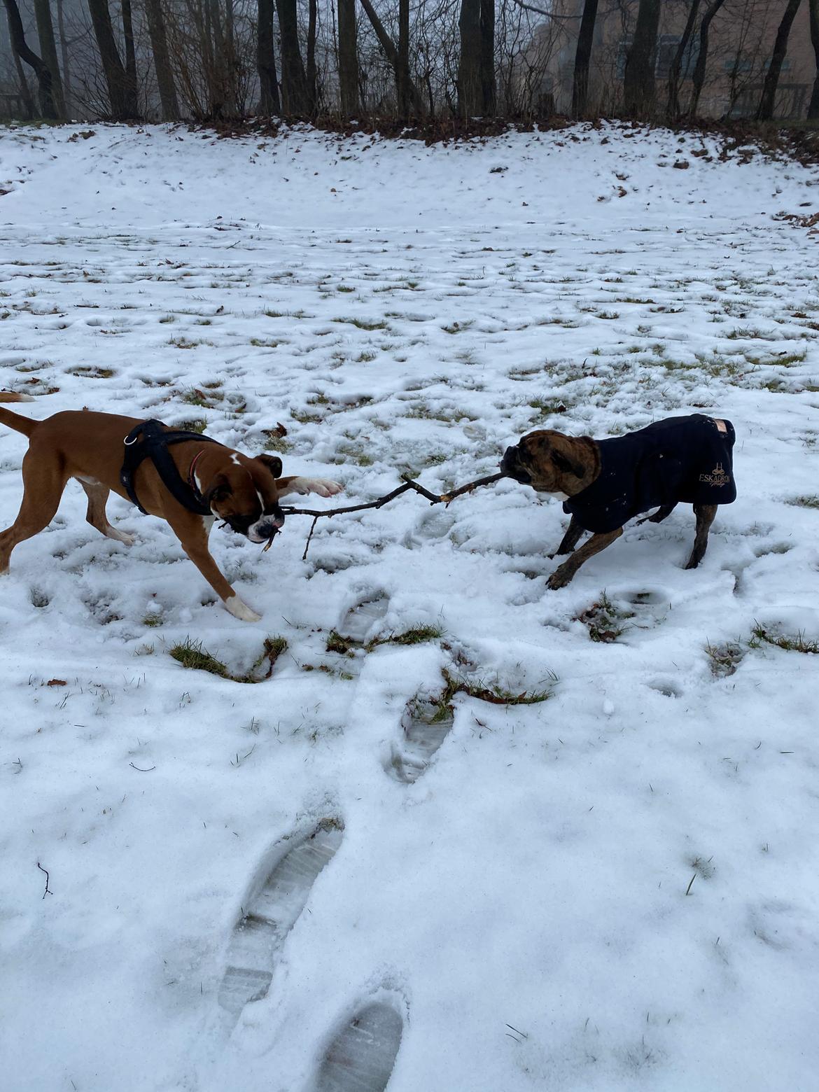 Boxer Spike (tidl hund) billede 10