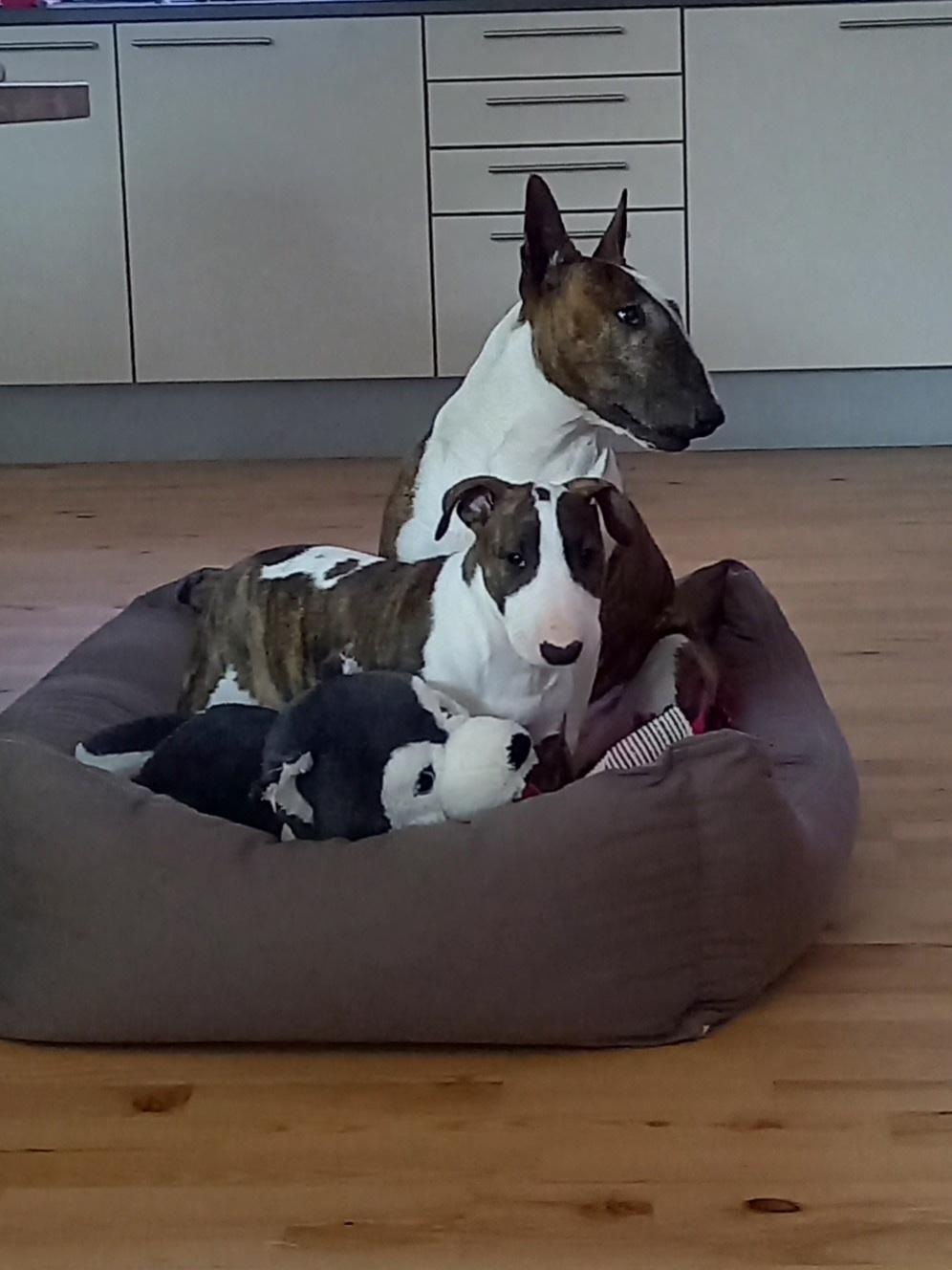 Bullterrier Else billede 30