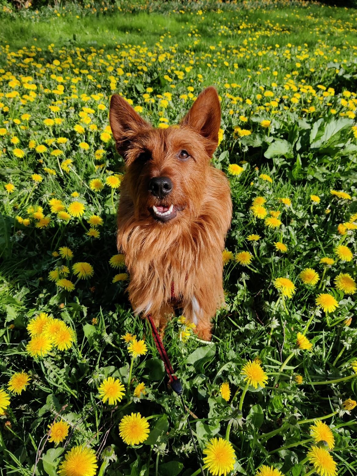 Australsk terrier Eddie  billede 1