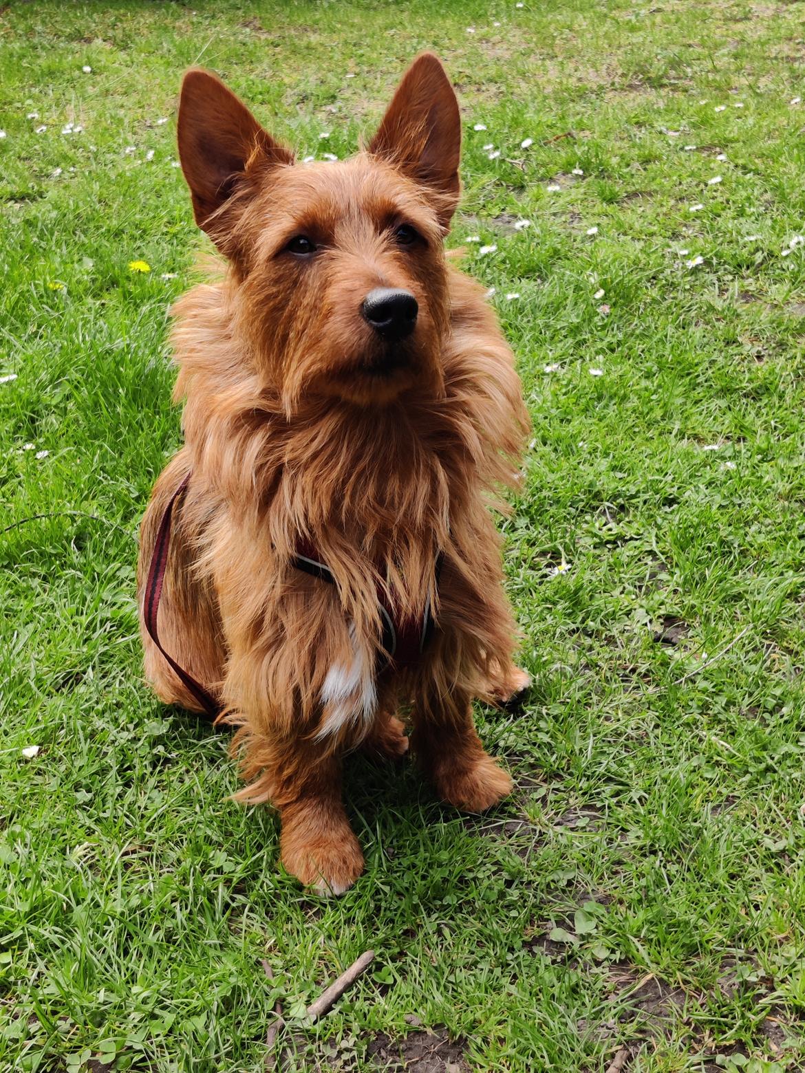 Australsk terrier Eddie  billede 4