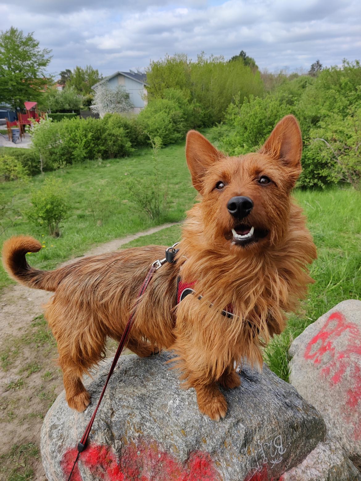 Australsk terrier Eddie  billede 2