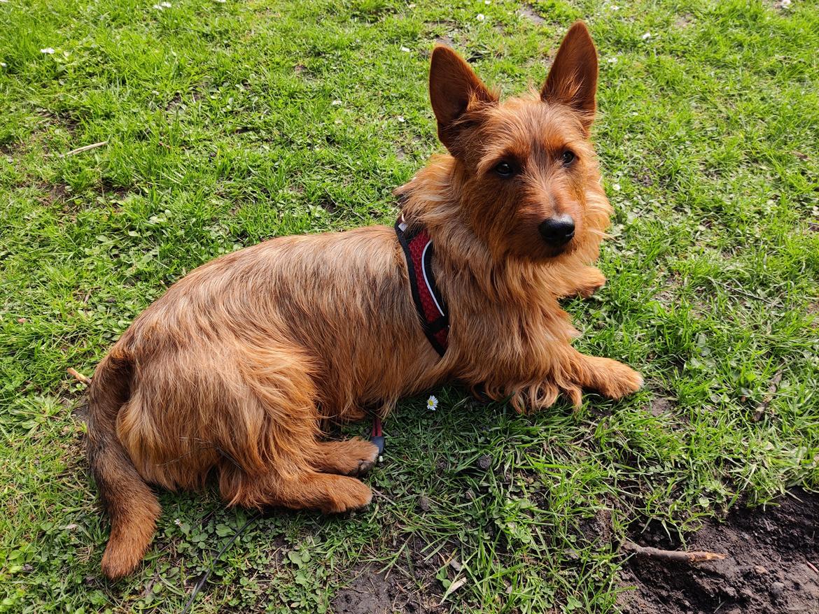 Australsk terrier Eddie  billede 3