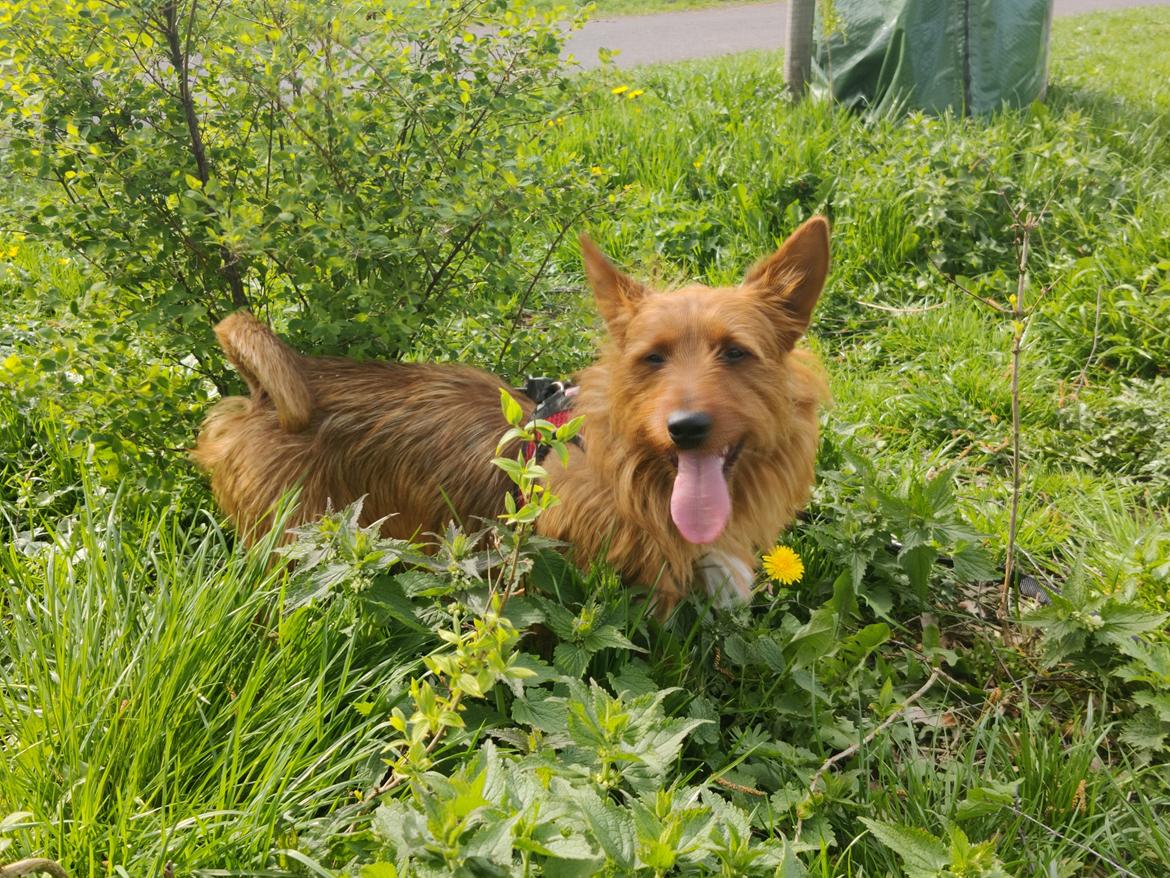 Australsk terrier Eddie  billede 6