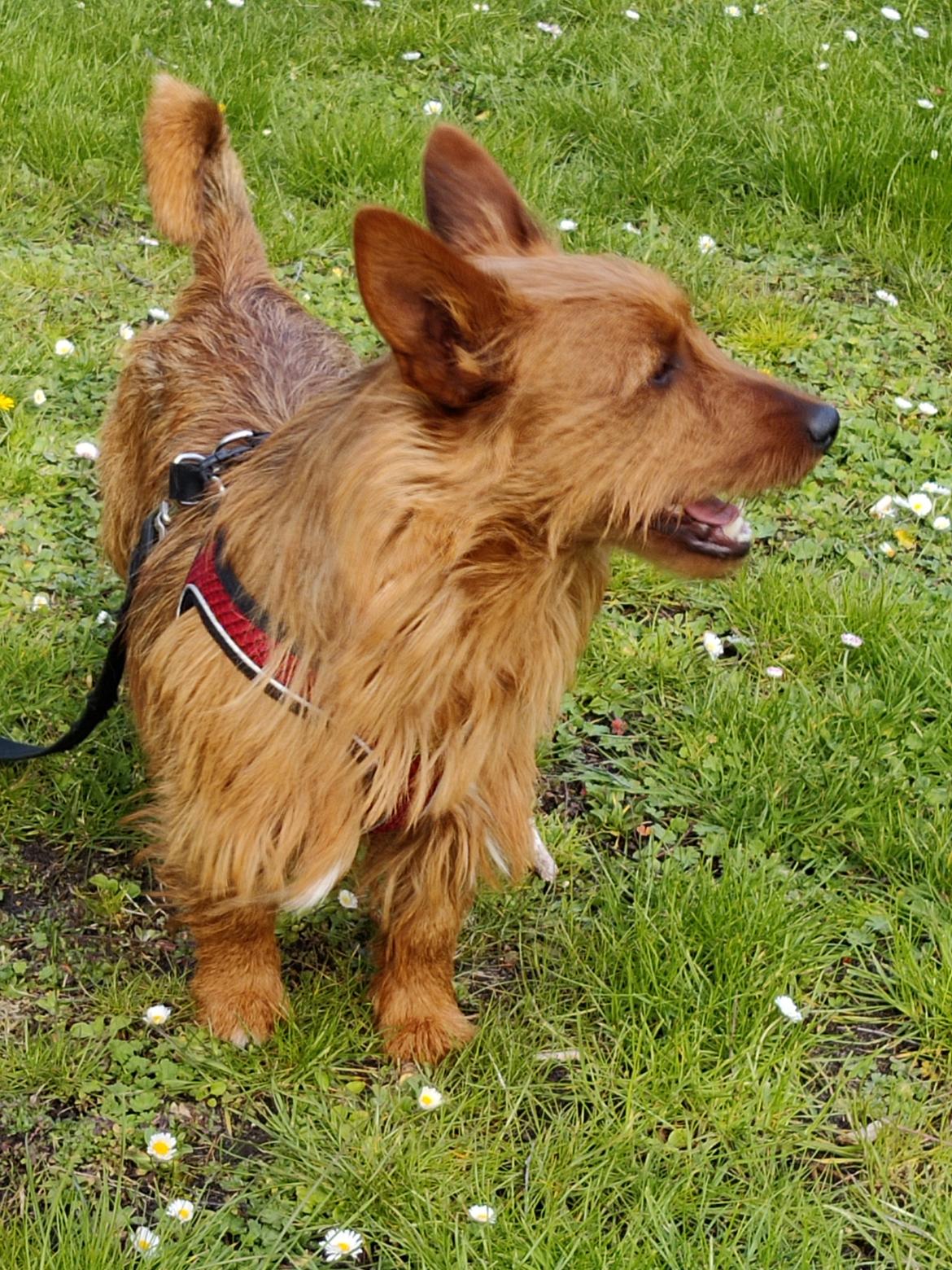 Australsk terrier Eddie  billede 9