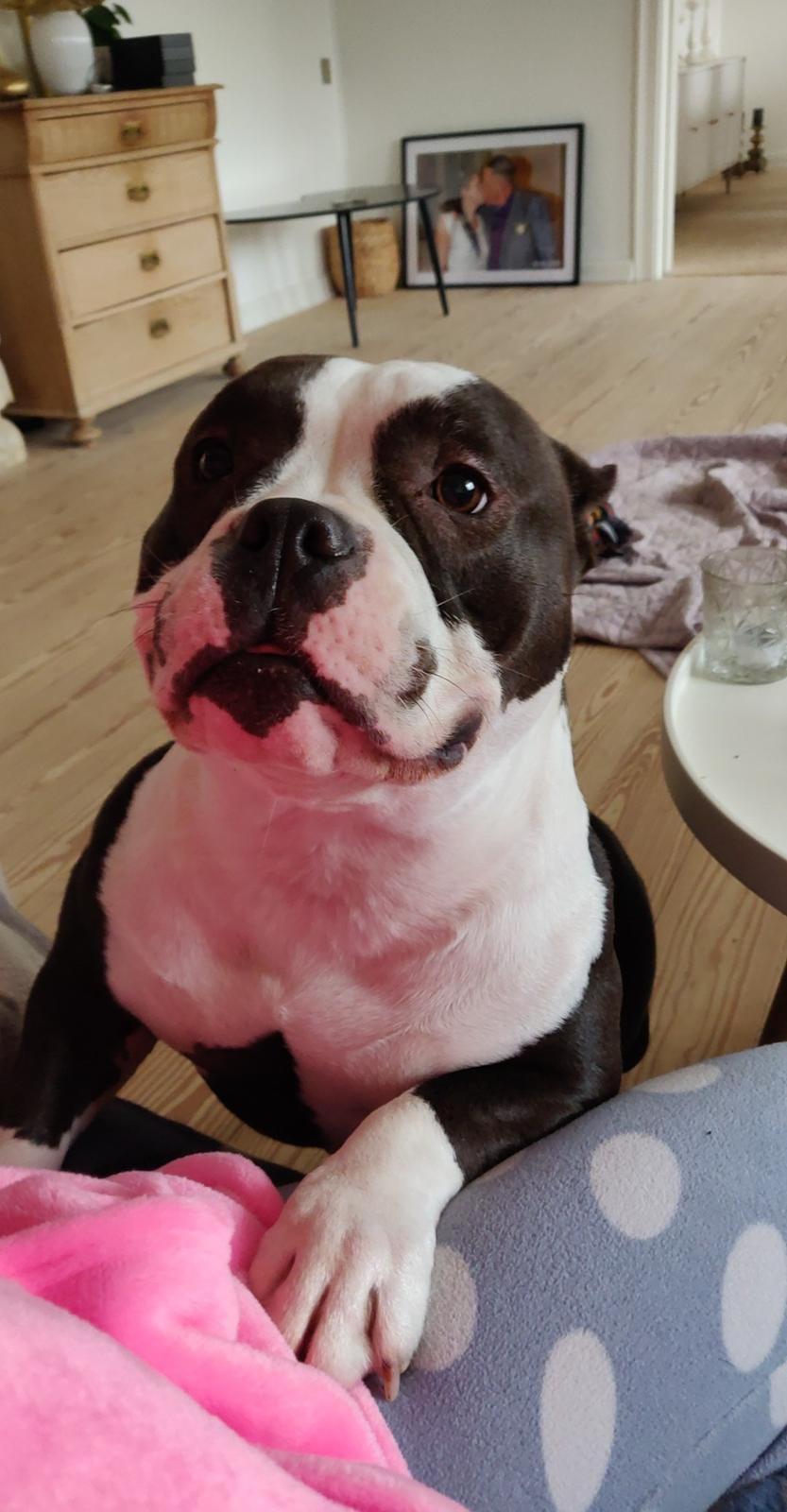 American Bully Diva - Nus mig ! Giv mig opmærksomhed.  billede 19