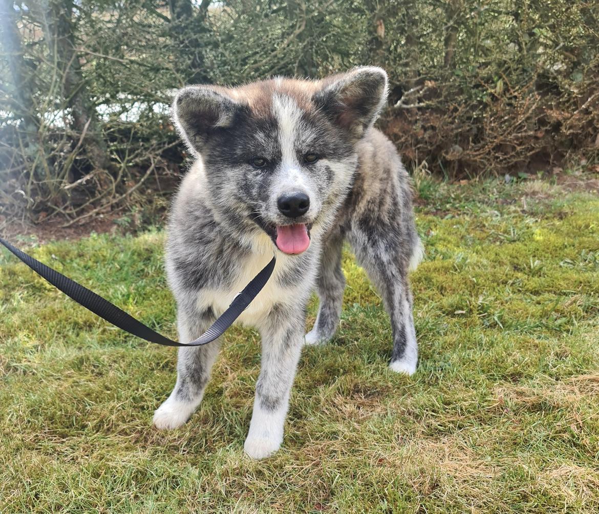 Akita inu Tsuki De La Senda De T'Sunayoshi billede 17