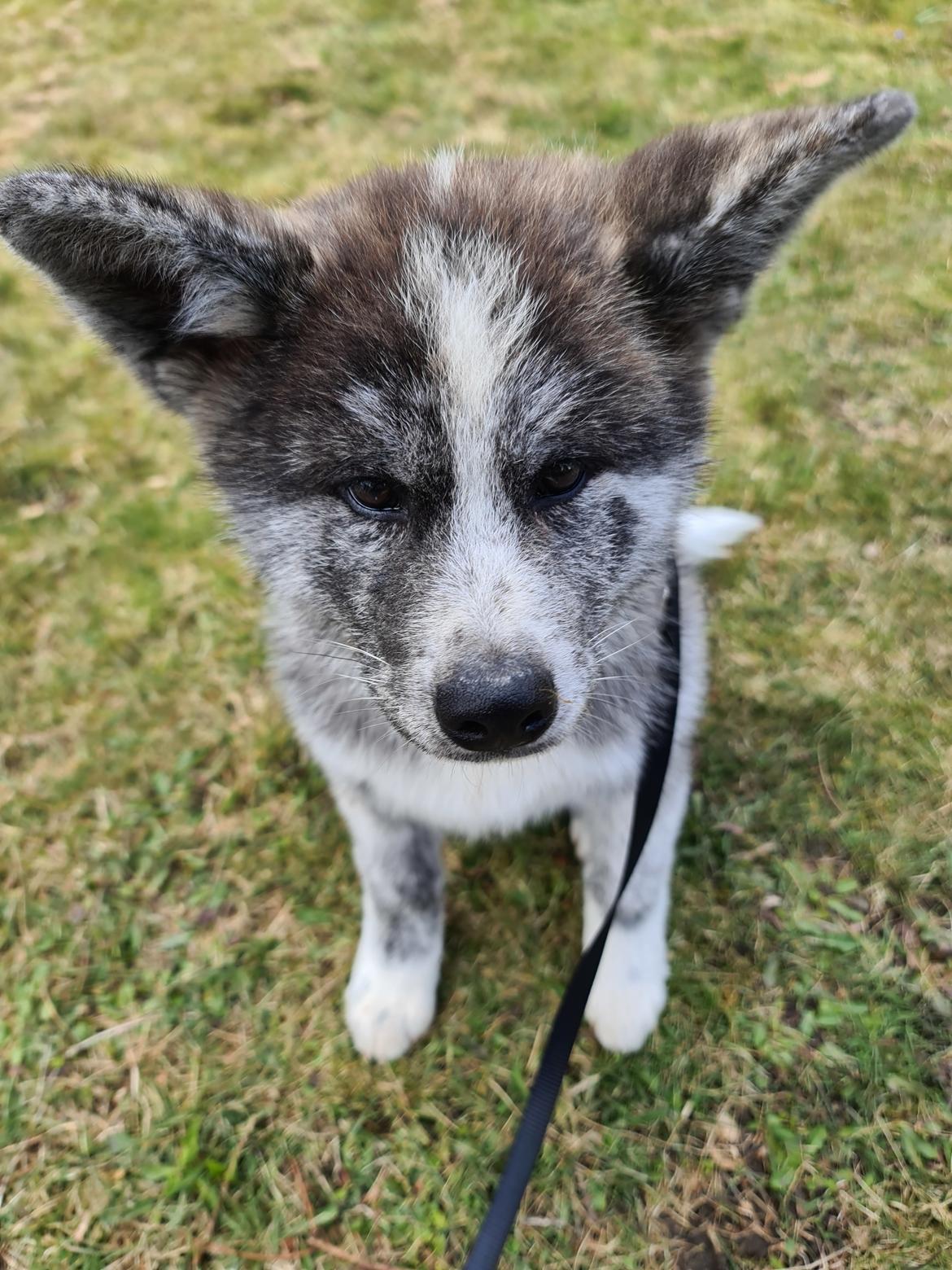 Akita inu Tsuki De La Senda De T'Sunayoshi billede 16