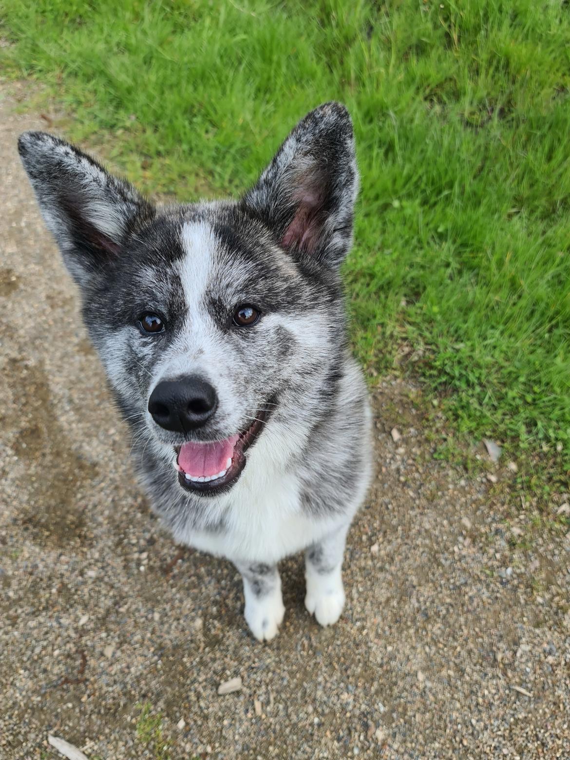Akita inu Tsuki De La Senda De T'Sunayoshi billede 8