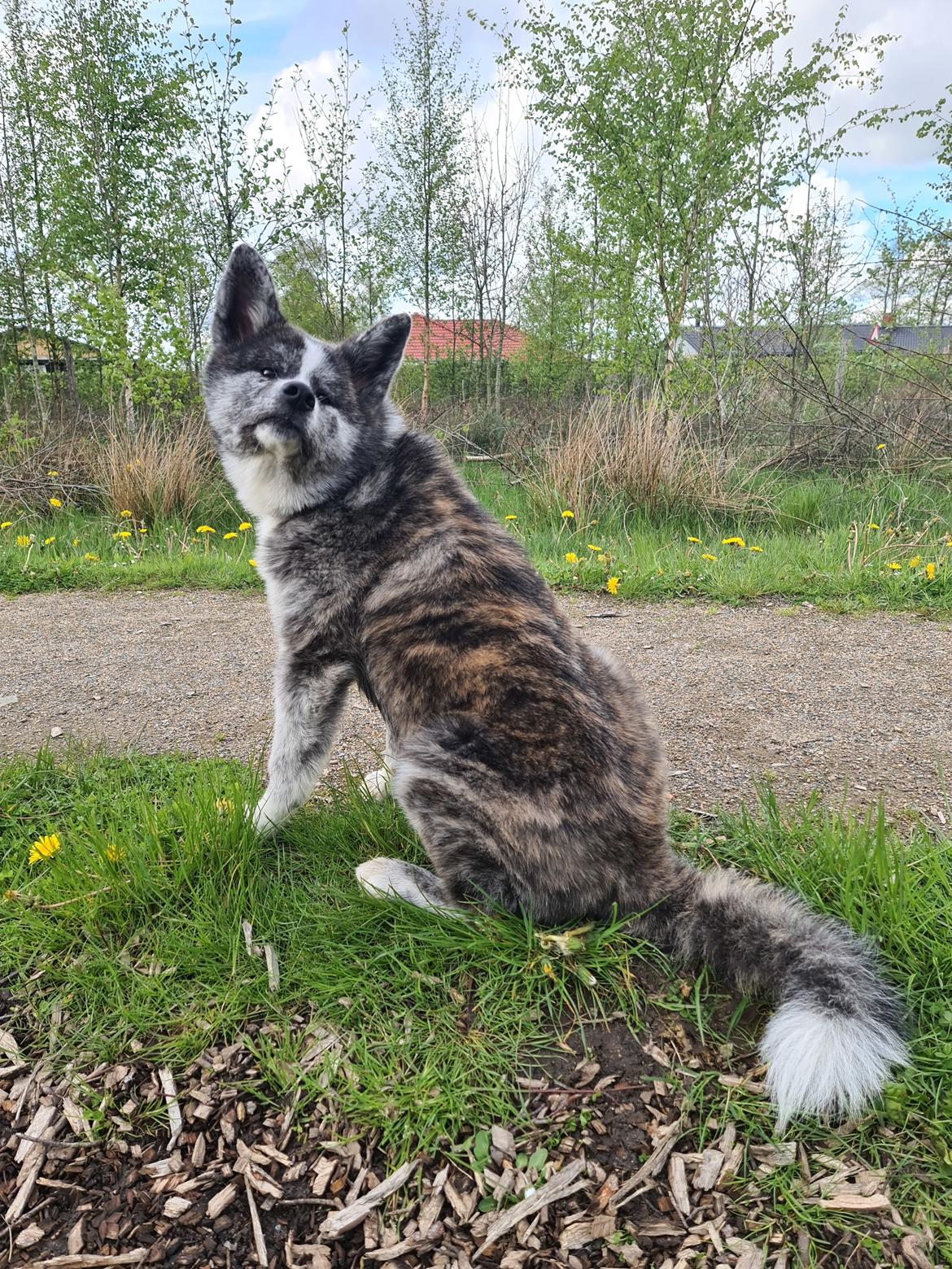 Akita inu Tsuki De La Senda De T'Sunayoshi billede 9