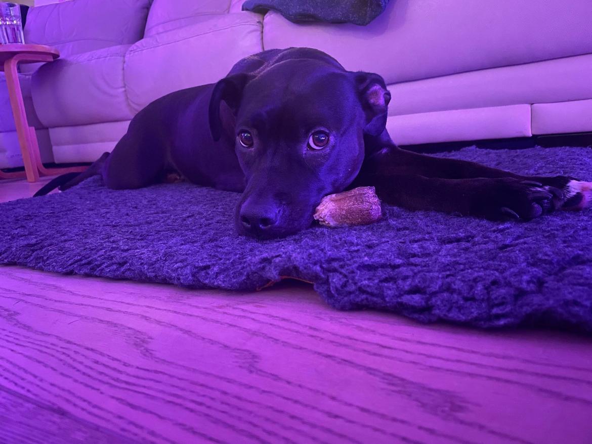 Blanding af racer Zindy billede 15