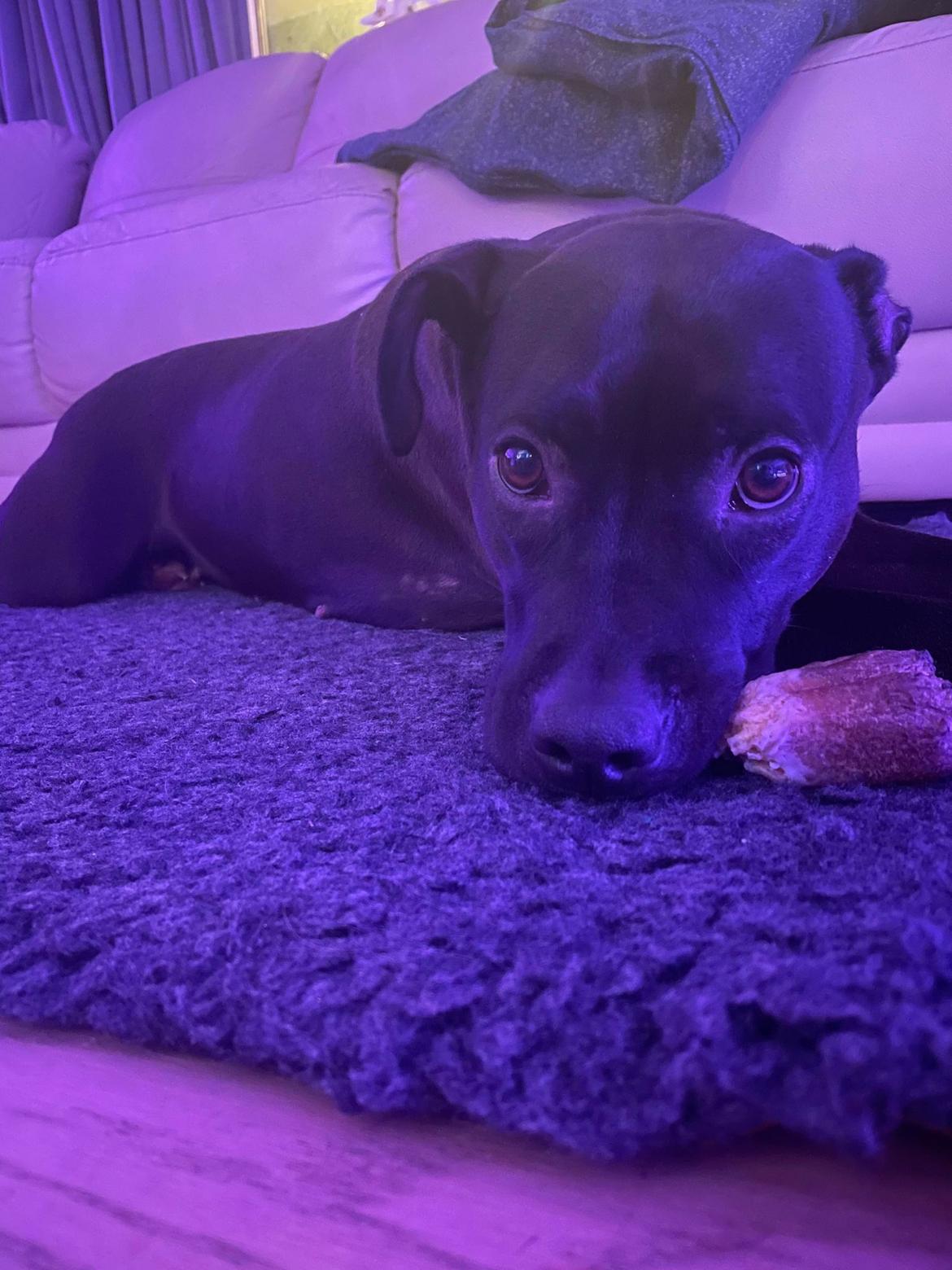 Blanding af racer Zindy billede 5