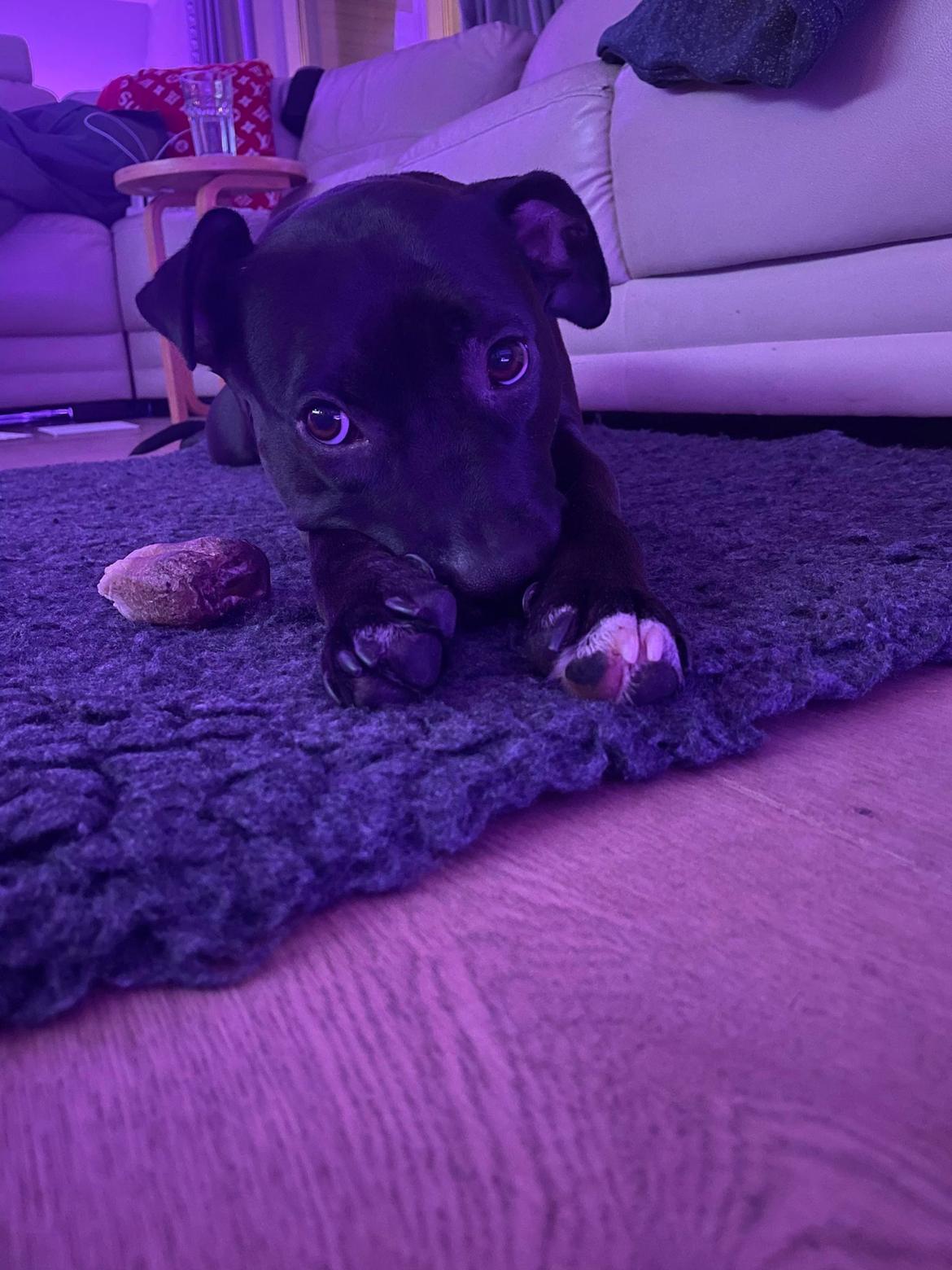 Blanding af racer Zindy billede 18