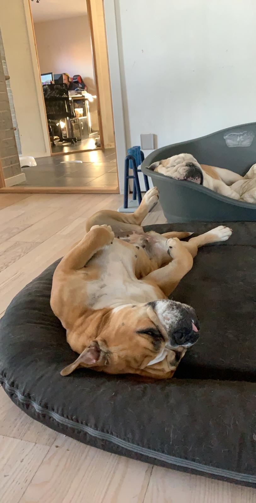 Olde english bulldogge *Baby-Elsa* billede 6